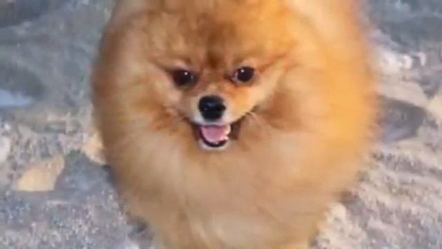 Пёс шпиц Лео)))) смотреть онлайн