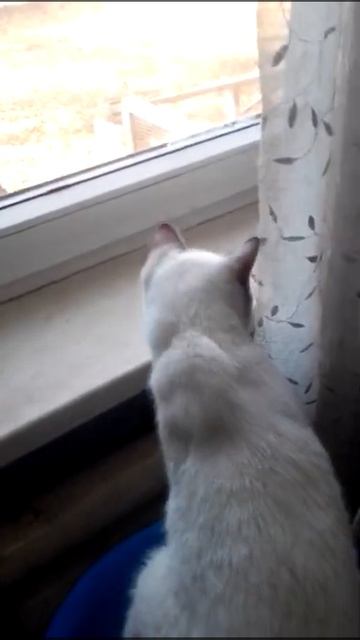 #shorts КОШКИ МАНЧКИН БРИТАНЕЦ ЛЮБЯТ СМОТРЕТЬ В ОКОШКО смотреть онлайн