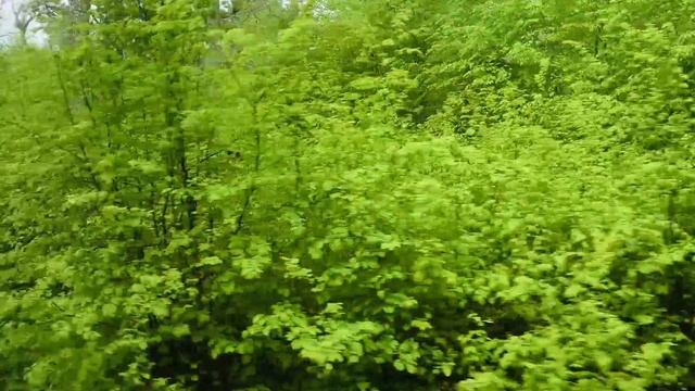 Беларусь. Беловежская Пуща. 600 летний дуб. Экскурсия. смотреть онлайн