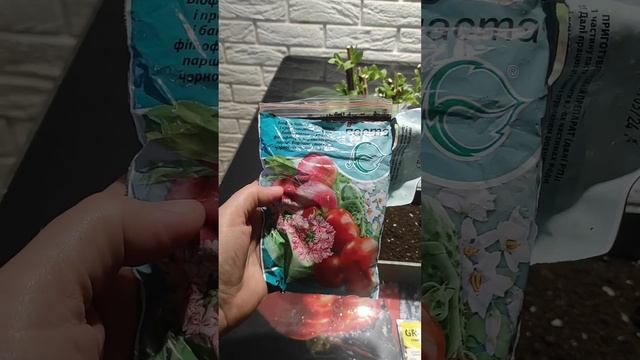 Зимнее размножение метельчатых гортензий зелёной поч смотреть онлайн