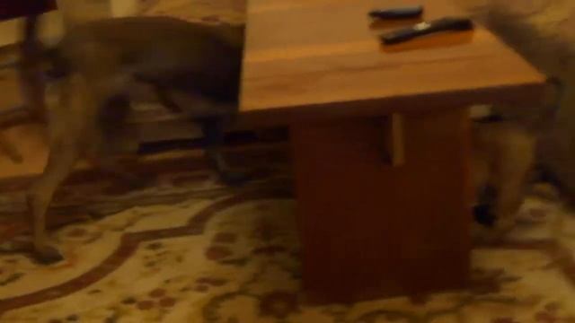 Бася, Хард Драйв и Хельга. 28.11.2013.