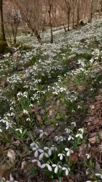 поле подснежников смотреть онлайн