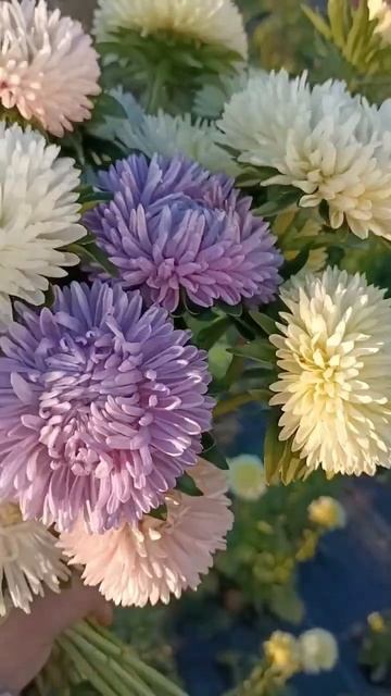 Астра смотреть онлайн