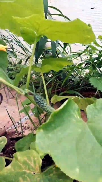 Томаты. Выращивание в теплице необычным методом. 19 июн смотреть онлайн