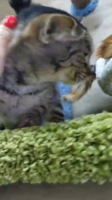 СПб, суперласковая девочка в поисках дома 89852802043 Лилия смотреть онлайн