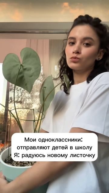 Антуриум кларинервиум, цветоносы можно сразу срезать, смотреть онлайн