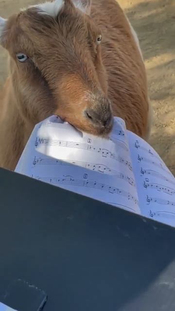 Давайте завязывайте свою музыку! смотреть онлайн