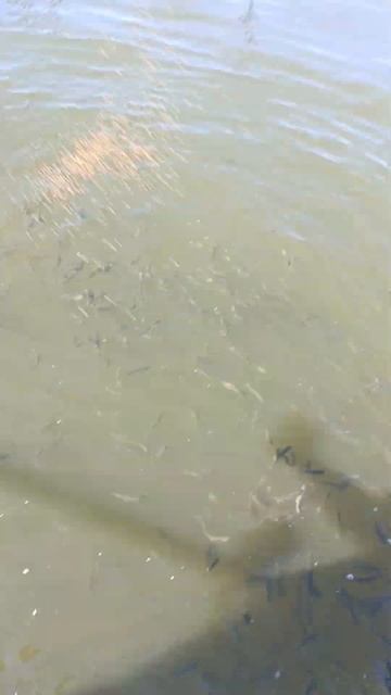 Кормление радужной форели #fish #форель #новыйсувар #лет? смотреть онлайн