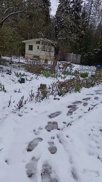 2 мая 2025 г. Гиацинты под снегом. смотреть онлайн