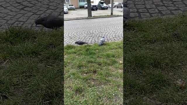 Приколы Голуби жгут🙉💯 смотреть онлайн