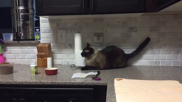 Голодуха была ? =^..^= СИАМСКИЕ КОШКИ смотреть онлайн