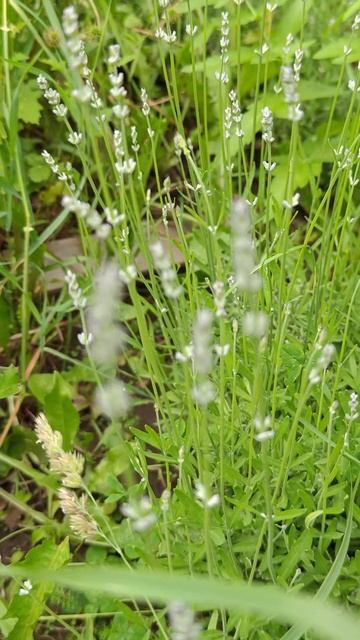 Lavender ☀️ Лаванда смотреть онлайн
