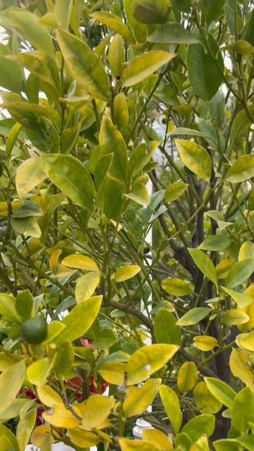 Время собирать ЛАЙМ🍋🟩 #рекомендации #лайм #фрукты # смотреть онлайн