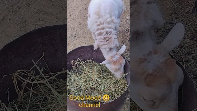 Our sheep eat hay 😃🌿🐑🐑/ Наши овцы едят сено 😃🌿🐑🐑 смотреть онлайн