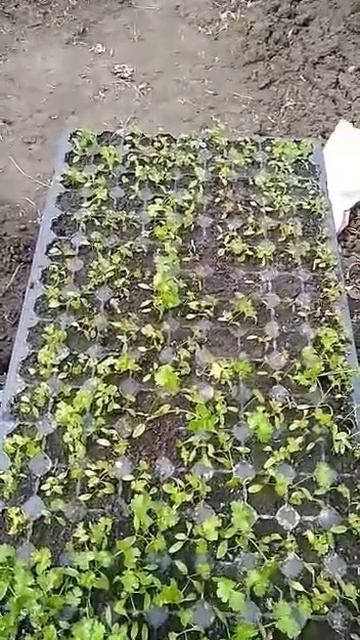 Эксперимент. Петрушка из рассады #дача #рассада #петру? смотреть онлайн