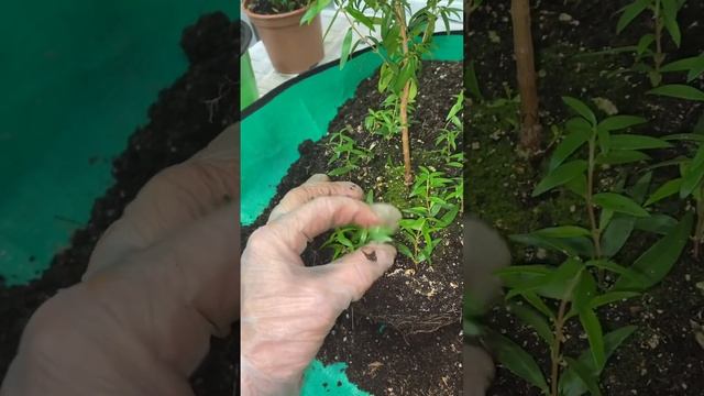 #Мирт Что с корнями?🪴 Готовим растение к пересадке в г смотреть онлайн