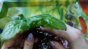 Фиалка крутит листья! Что делать?