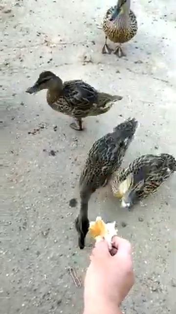 утки едят с рук! смотреть онлайн