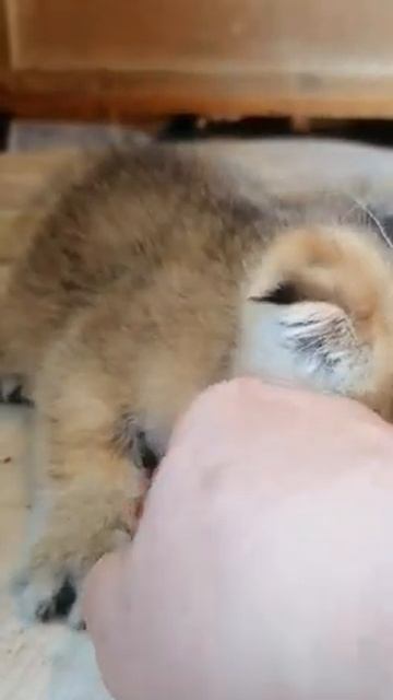 Дава Збышекович. Злой кот. смотреть онлайн