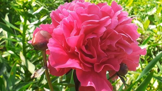 пион KARL ROSENFIELD смотреть онлайн