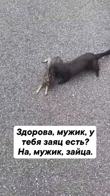 -Здарова,мужик, у тебя заяц есть? -Я вообще-то за лосем п смотреть онлайн