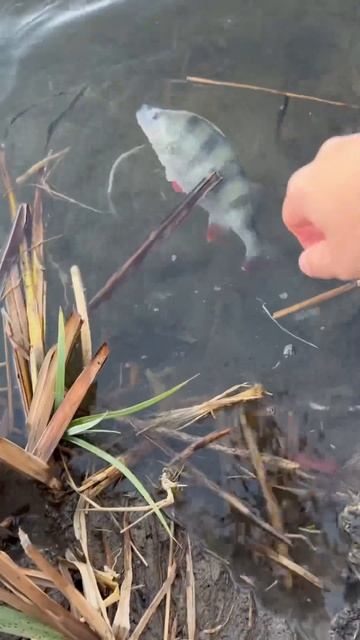 Окунь на спиннинг с берега