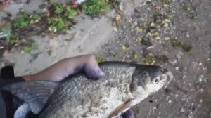 ЛОВЛЯ КРАСНОПЕРКИ НА ПРОБКУ. ОПЯТЬ ТОПИТ ПОПЛАВОК В ТРАВЕ. ЗАЧЕМ НАМ ЛЕЩ ?