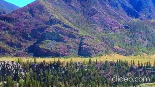 Багульник смотреть онлайн
