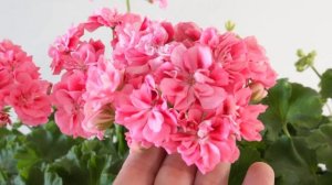 #53. Ю Третий Рим (III) - сорт пеларгонии