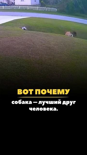 Собака лучший друг человека смотреть онлайн