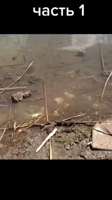 Сетка кормушка в действии! Речка Ингулец!