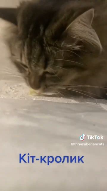 Кот Марсик ест листья салата. Коты приколы. Смешные ко? смотреть онлайн