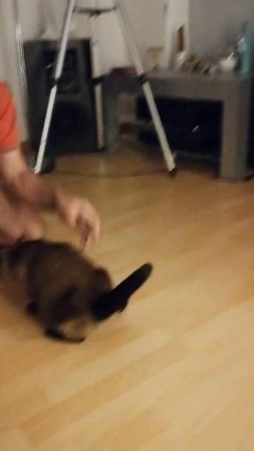 Пропылесосили кошку #котикики #пылесос #hamburg смотреть онлайн