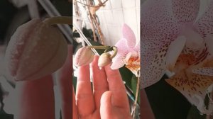 Скромное летнее цветение орхидей 🏵💮🌸 #цветоносорх?