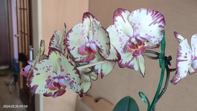 Фаленопсис Мики Кроун. смотреть онлайн