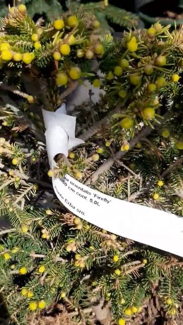 🌲Ель Восточная Фаерфлай | Telegram: https://t.me/love_is_hvoiny_dvorik смотреть онлайн