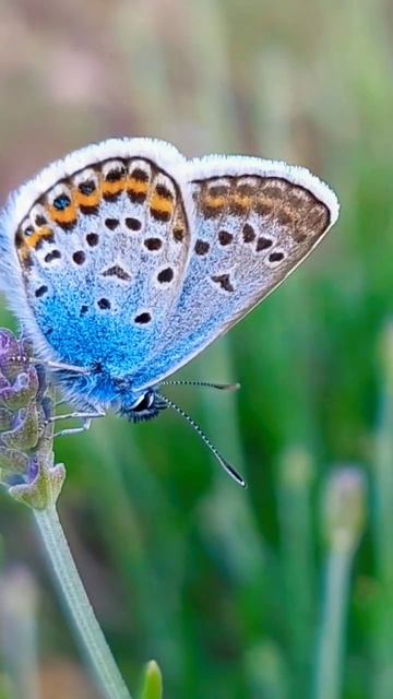 горная лаванда и бабочки голубянки #shortvideo#shortsvideo #flowers # смотреть онлайн