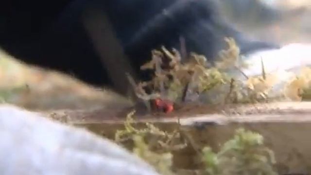 Вологодское реалити-шоу покажет «ТВ-7»