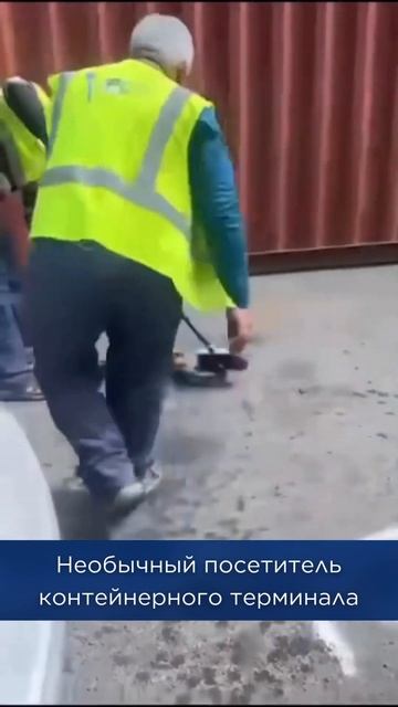 Нашли змею на терминале! #грузоперевозки #логистика #Ч? смотреть онлайн