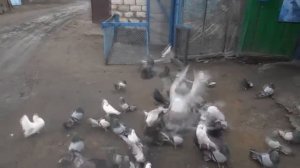 Николаевские голуби Сорокина Игоря