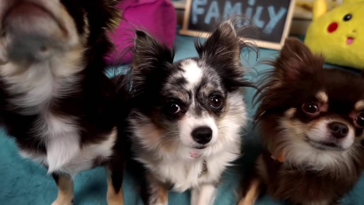 ГРУСТЬ и НОСТАЛЬГИЯ 😔 Семья пересматривает первые видео 🐶 смотреть онлайн