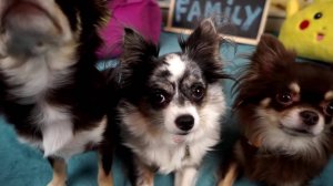 ГРУСТЬ и НОСТАЛЬГИЯ 😔 Семья пересматривает первые видео 🐶