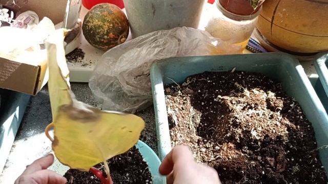 Антуріум Anthurium Karma Crystal смотреть онлайн