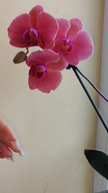 Рубрика "Руки крюки " #цветы #орхидея смотреть онлайн