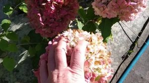 метельчатая гортензия Пиксио