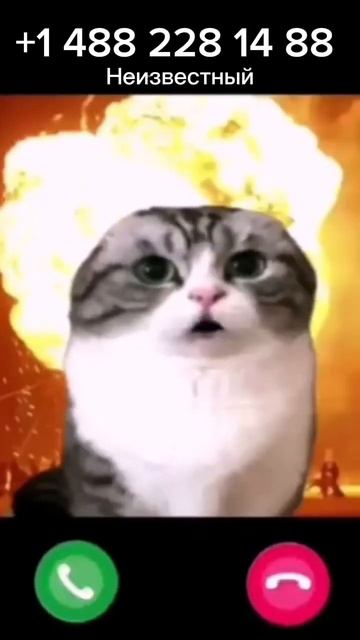 Малё брад это я #cute #cat #new смотреть онлайн