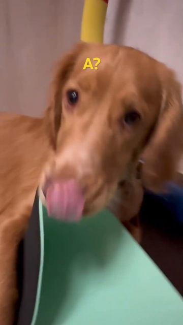 Ничего не остановит 😂 #домашниеживотные #собака #топ # смотреть онлайн