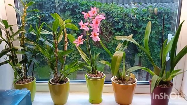 Камбрия. Это восторг аромата и буйство ярких красок. смотреть онлайн