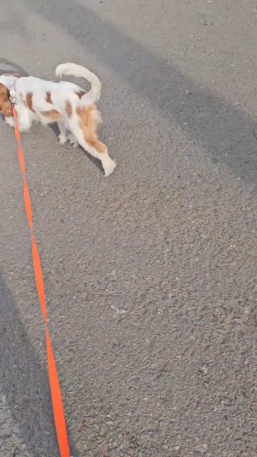 кавалер Кинг Чарльз спаниель. есть свободные щенки #к смотреть онлайн