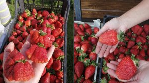 🍓КЛУБНИКА КРУПНАЯ🍓Супер ПОДКОРМКА для клубники в мае весной после зимы
Лучший способ выращивания